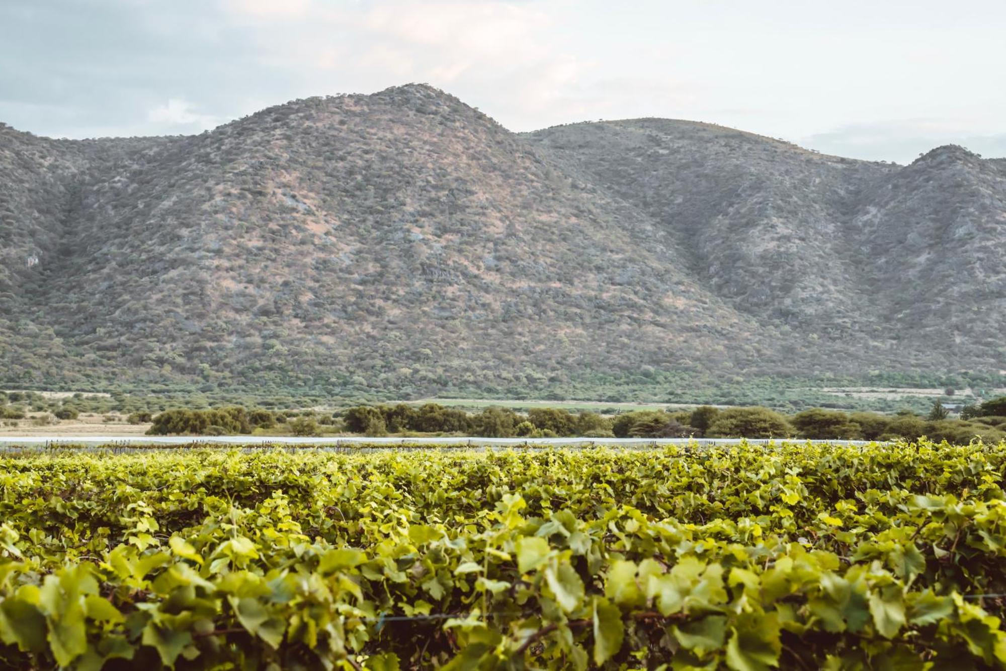 Otavi Vineyards Self-Catering & Camping Bagian luar foto